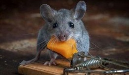 老鼠吃瓜最新事件爆料,揭秘瓜农与鼠患的奇妙对决